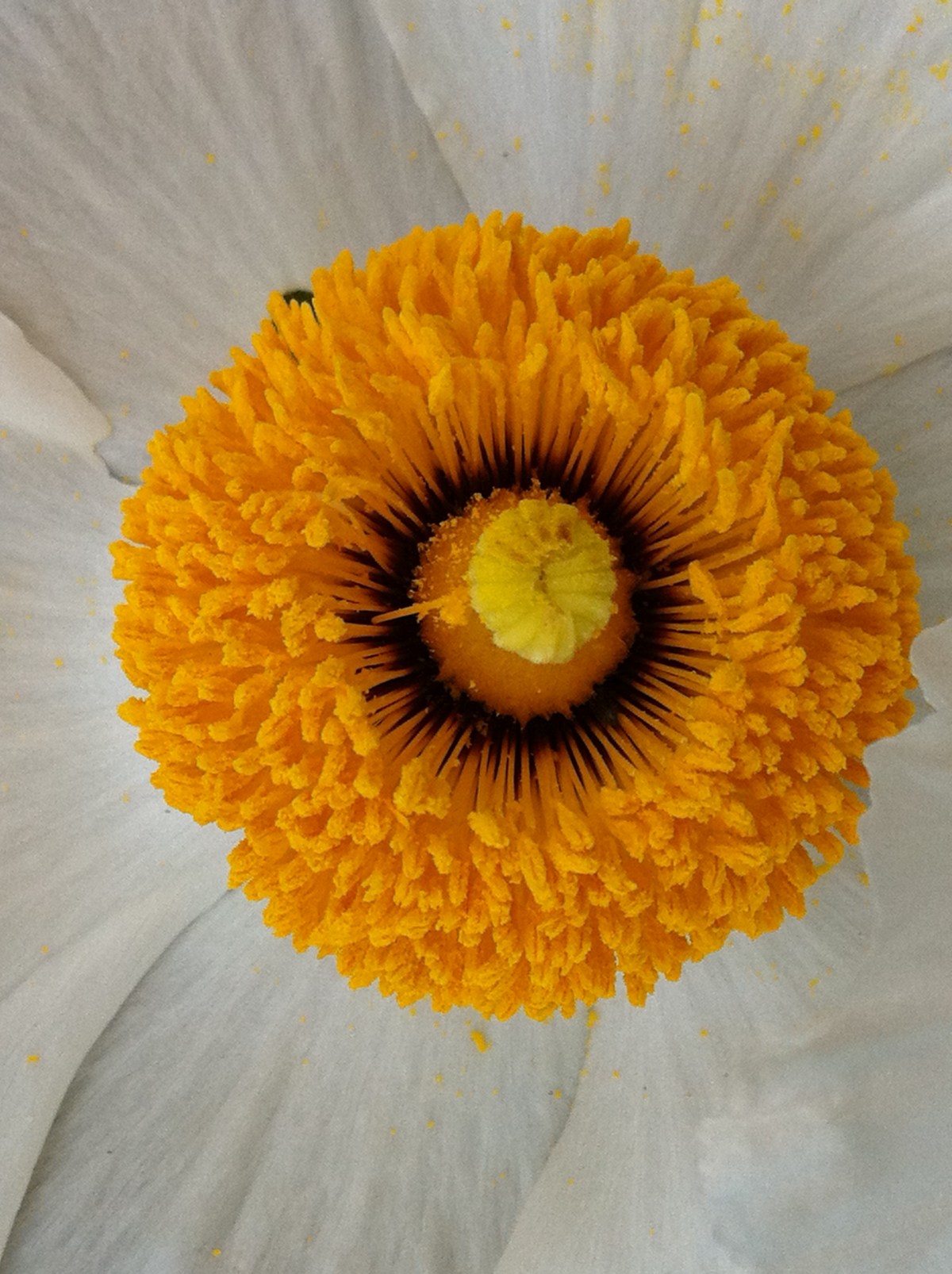 Flower Power… Beauty in the eyes of the&nbsp;beholder