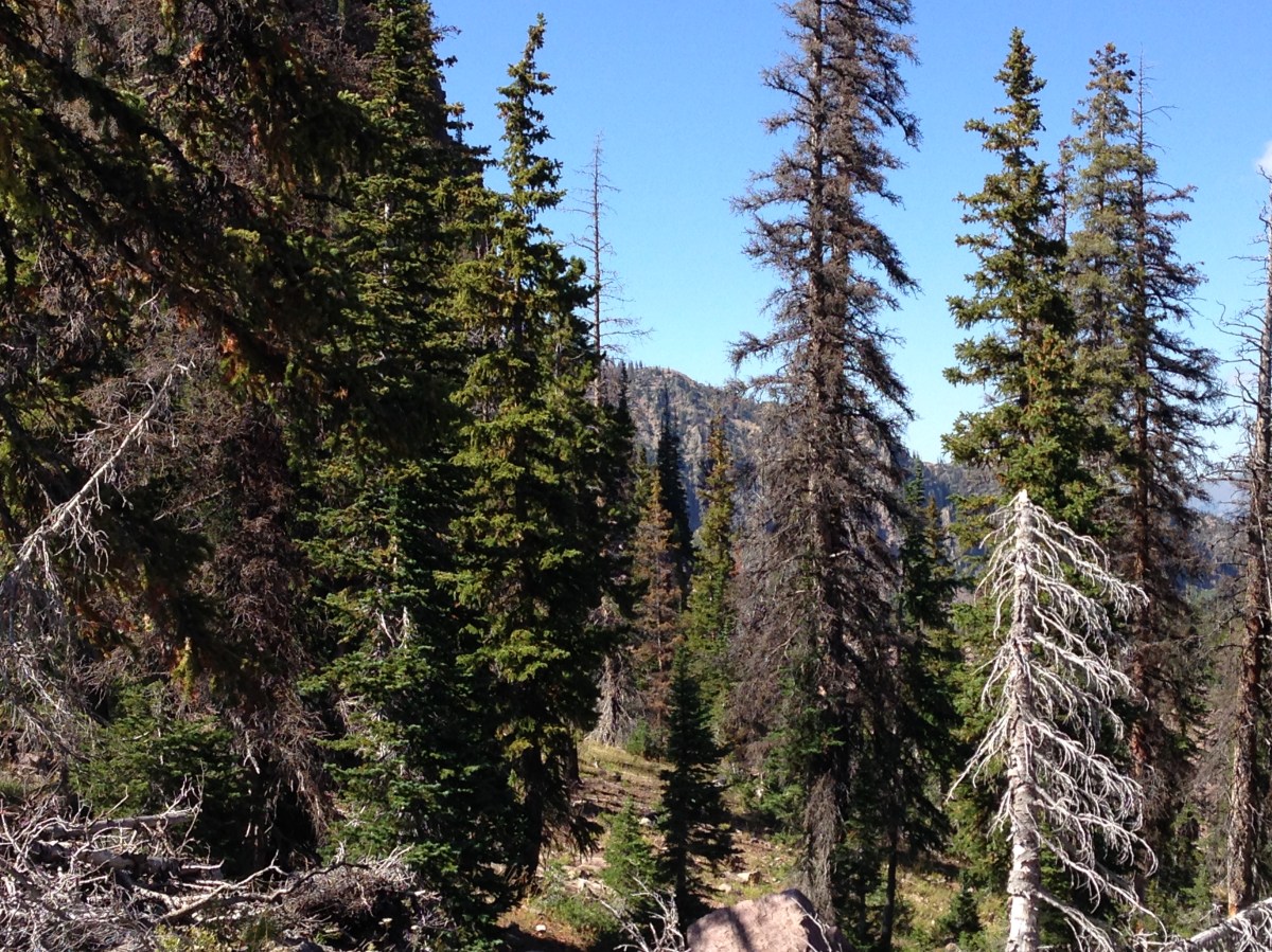 Two Miles High: A Rocky Mountain Tail: Chapter&nbsp;Four
