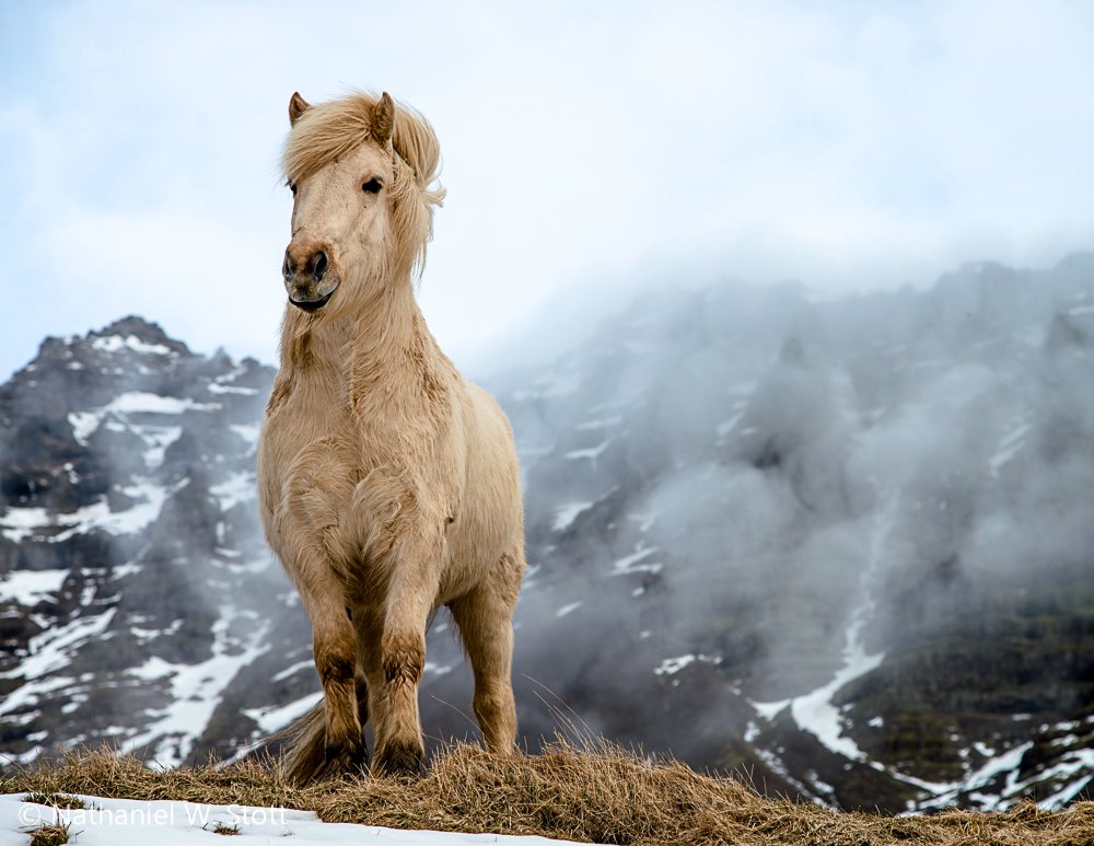 Icelandic Horses: A Breed of Its&nbsp;Own