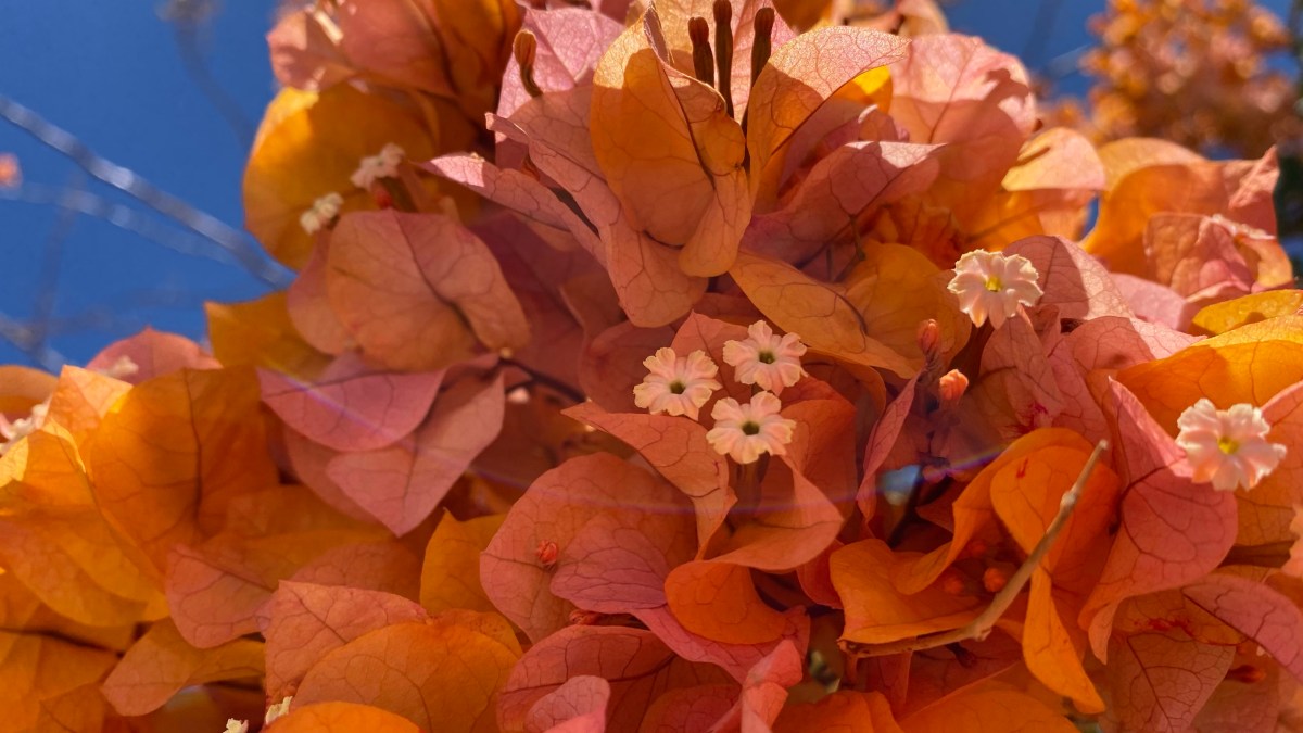 The Child and the Rainbow Paintbrush: A Creation&nbsp;Story