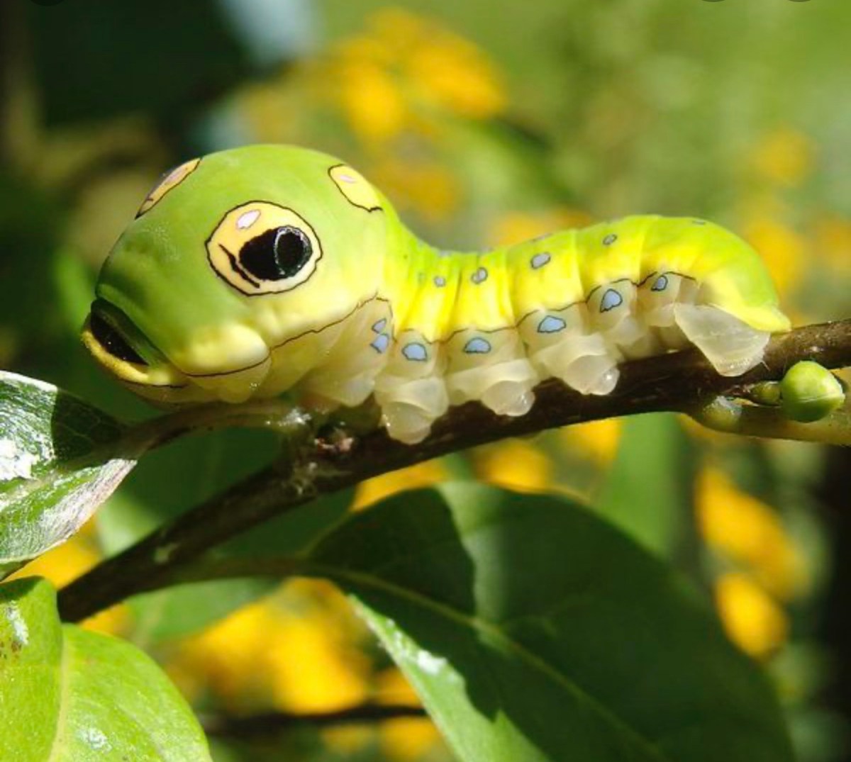 The Child and the Caterpillar: Life’s&nbsp;Journey